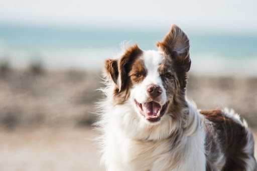 Les bases de l’assurance pour animaux de compagnie pour les chiens