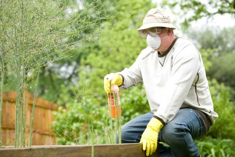4 façons dont vous pouvez bénéficier des services de lutte antiparasitaire